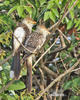 Guira Cuckoo