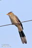 Guira Cuckoo