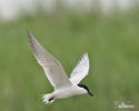 Gull-billed Tern