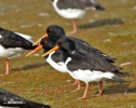 Haematopus ostralegus