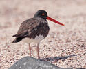 Haematopus palliatus