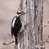 Hairy Woodpecker