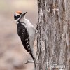 Hairy Woodpecker