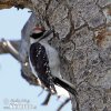 Hairy Woodpecker