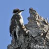 Hairy Woodpecker