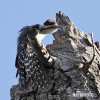 Hairy Woodpecker