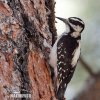 Hairy Woodpecker