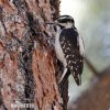 Hairy Woodpecker