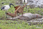 Hamerkop