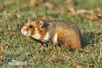 Hamster d'Europe