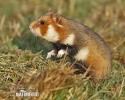 Hamsteri