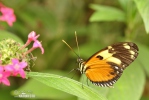 Harmonia Tiger-wing