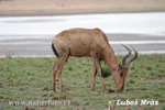 Hartebeest