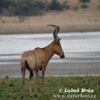 Hartebeest