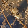 Harvest Mouse