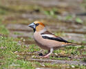 Hawfinch