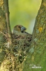 Hawfinch