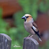 Hawfinch