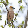 Hawfinch