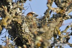 Hawfinch