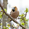 Hawfinch