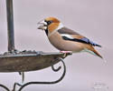 Hawfinch