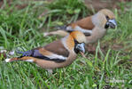 Hawfinch