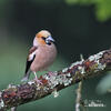 Hawfinch