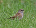 Hedge Accentor