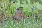 Hedge Accentor