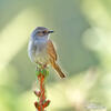 Hedge Accentor