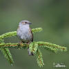 Hedge Accentor