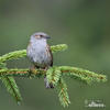 Hedge Accentor