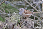 Hedge Accentor