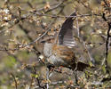 Hedge Accentor