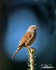 Hedge Accentor