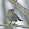 Hedge Accentor