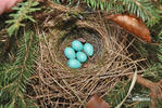 Hedge Accentor