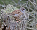 Hedge Accentor