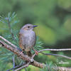 Hedge Accentor