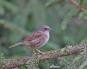 Hedge Accentor