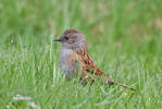 Hedge Accentor