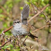 Hedge Accentor