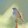 Hedge Accentor