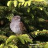 Hedge Accentor