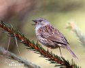 Hedge Accentor