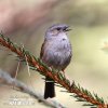 Hedge Accentor