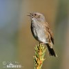 Hedge Accentor