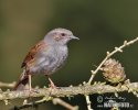 Hedge Accentor