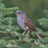 Hedge Accentor